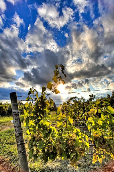Winery & Vineyard pic 623